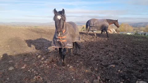 Cheeky Young Horse Bites Owner