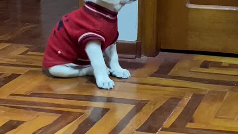 Tired Pup Falls Asleep Sitting Up