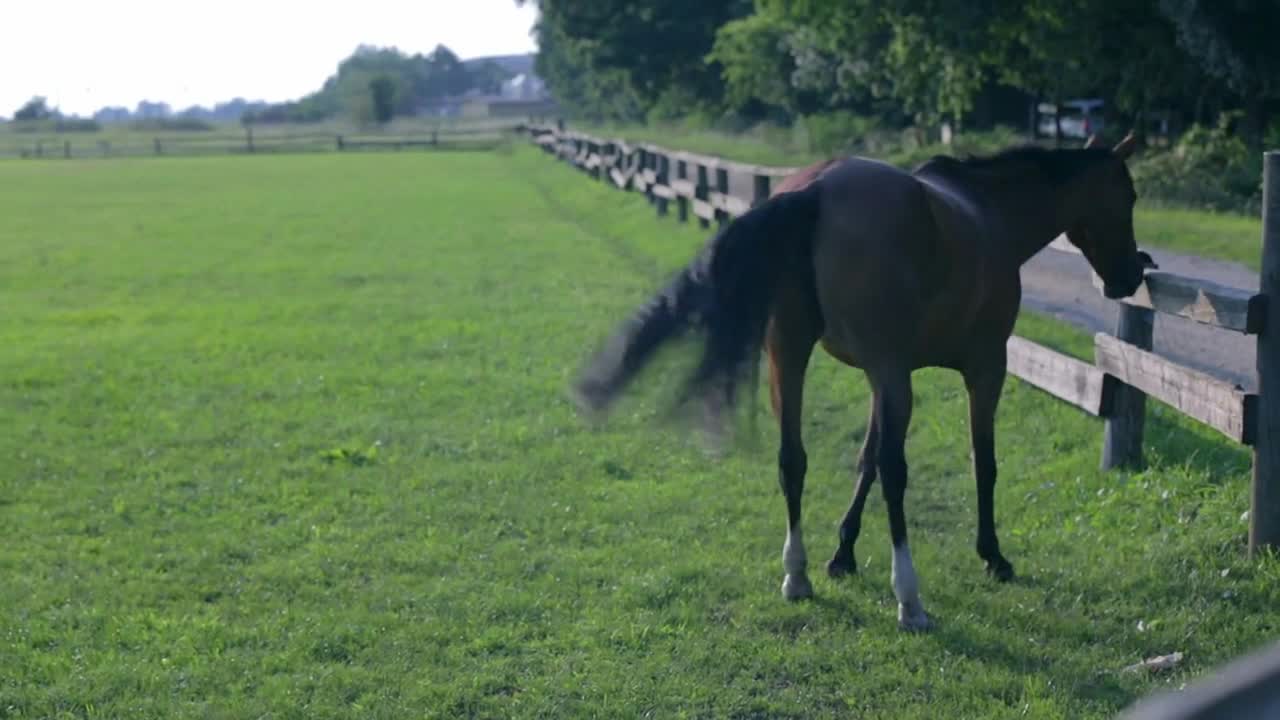 Brown horse feeding on green lawn