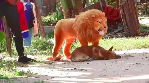 Fake lion prank dog so funny video ll new funny prank video 2023