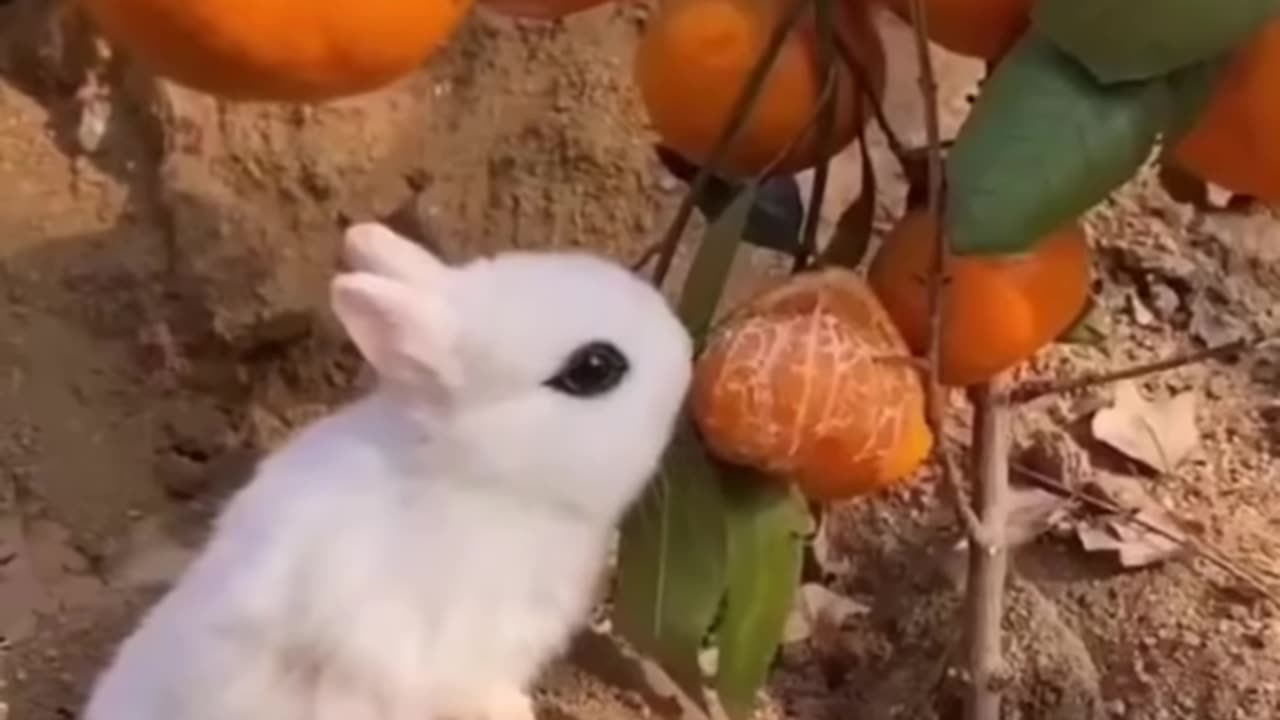 Best funny animal video