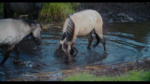 Tarpan horses bathe in a ditch in the wild