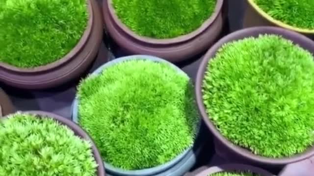 It makes me happy to see these plants