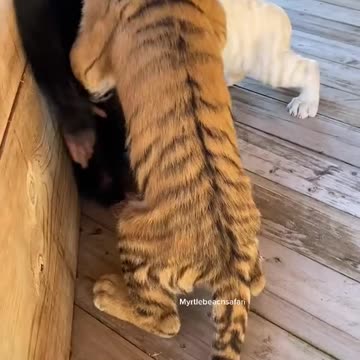 Animal cute little in my home