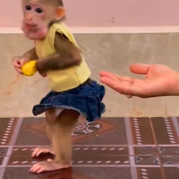 They are Clever and Lovely #monkeys #pets #animals #funny #Adorable Monkeys #AdorableMonkeys (32)