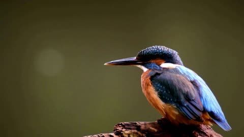 Bird Names and Sounds - Learn English Bird Species