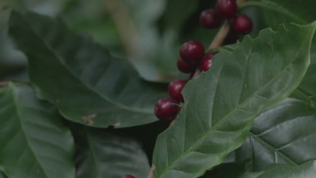 Harvesting coffee beans