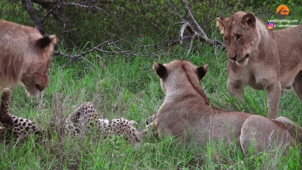 LIONS TRAP AND ATTACK OLD LEOPARD