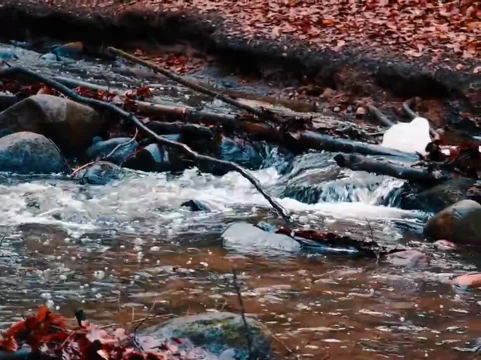 Pure video directly from the forrest Denmark water sound nature landscape