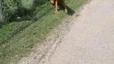 Good Samaritan Hydrates Thirsty Dog on Hot Day