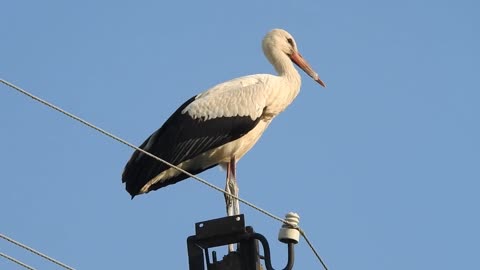 Bird Summer Nature Feather Animal Wildlife Stork