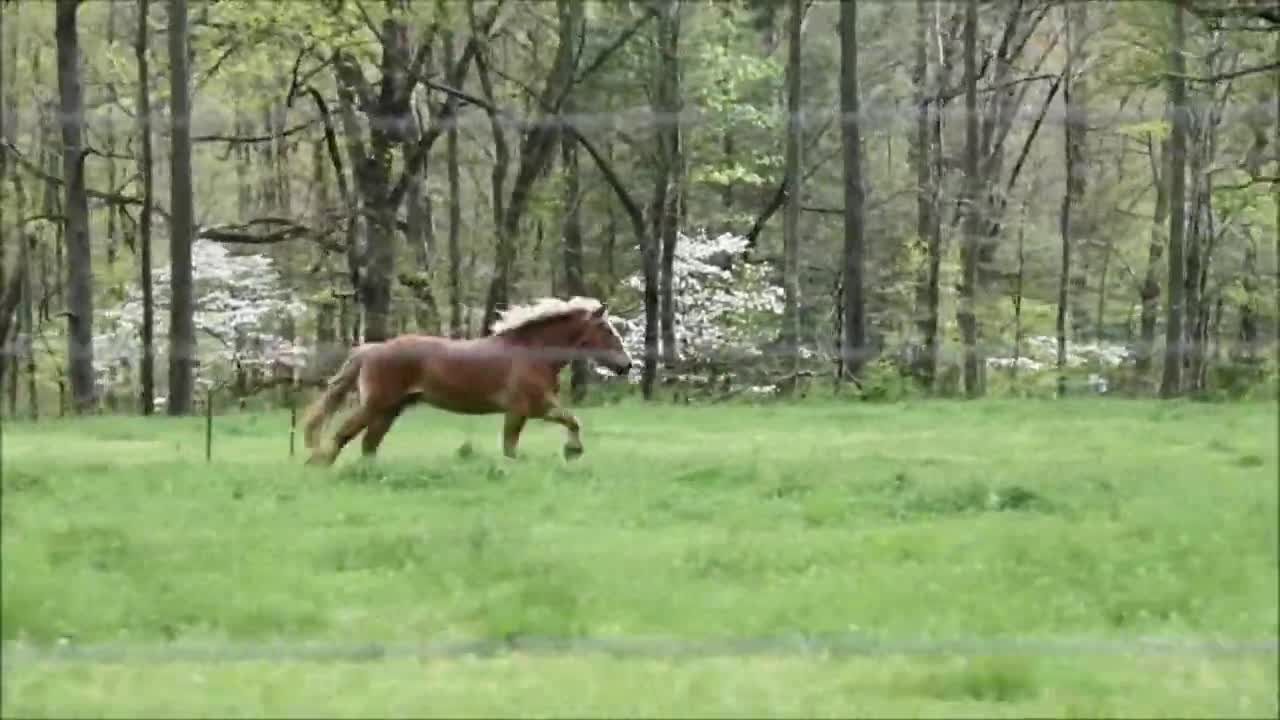 3 MINUTES of BEAUTIFUL PALOMINO HORSES