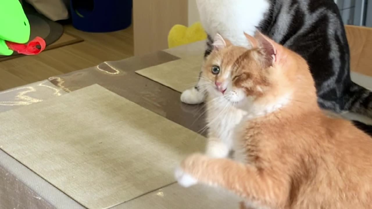 So cute cats react.