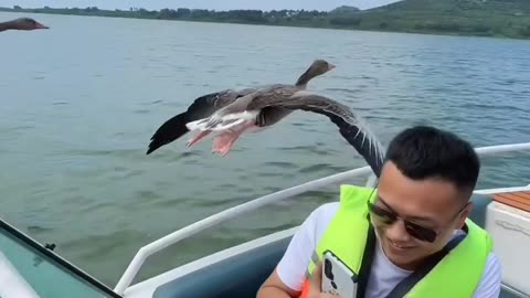 Shorts - Flying By
