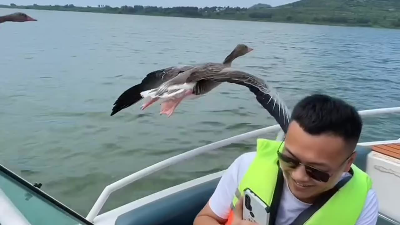 Shorts - Flying By