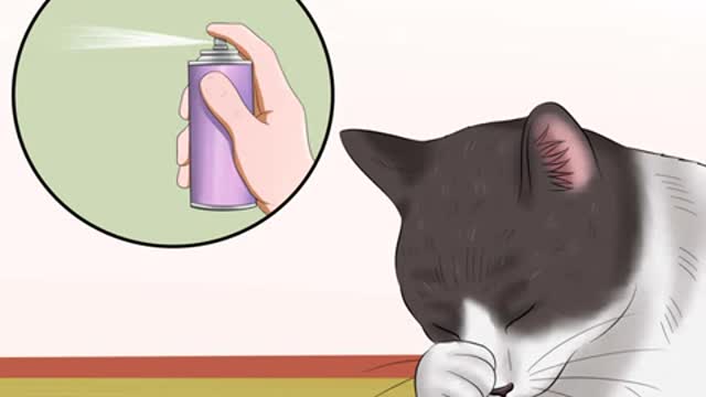 Diagnose Conjunctivitis in your Cats