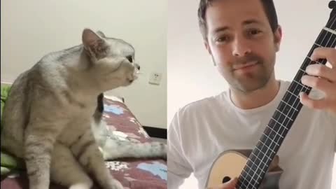 Cat sing songs 🙄🤣