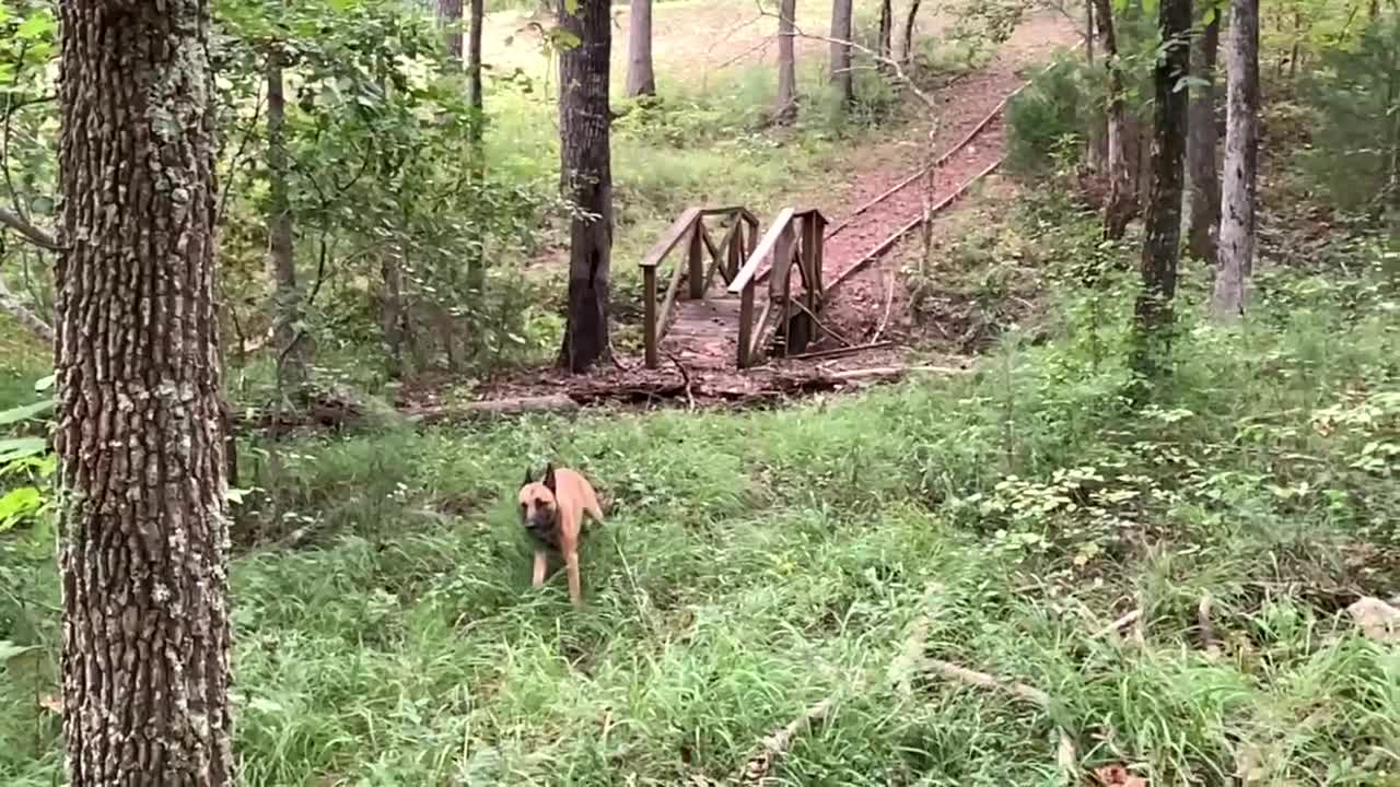 Malinois tracks owner