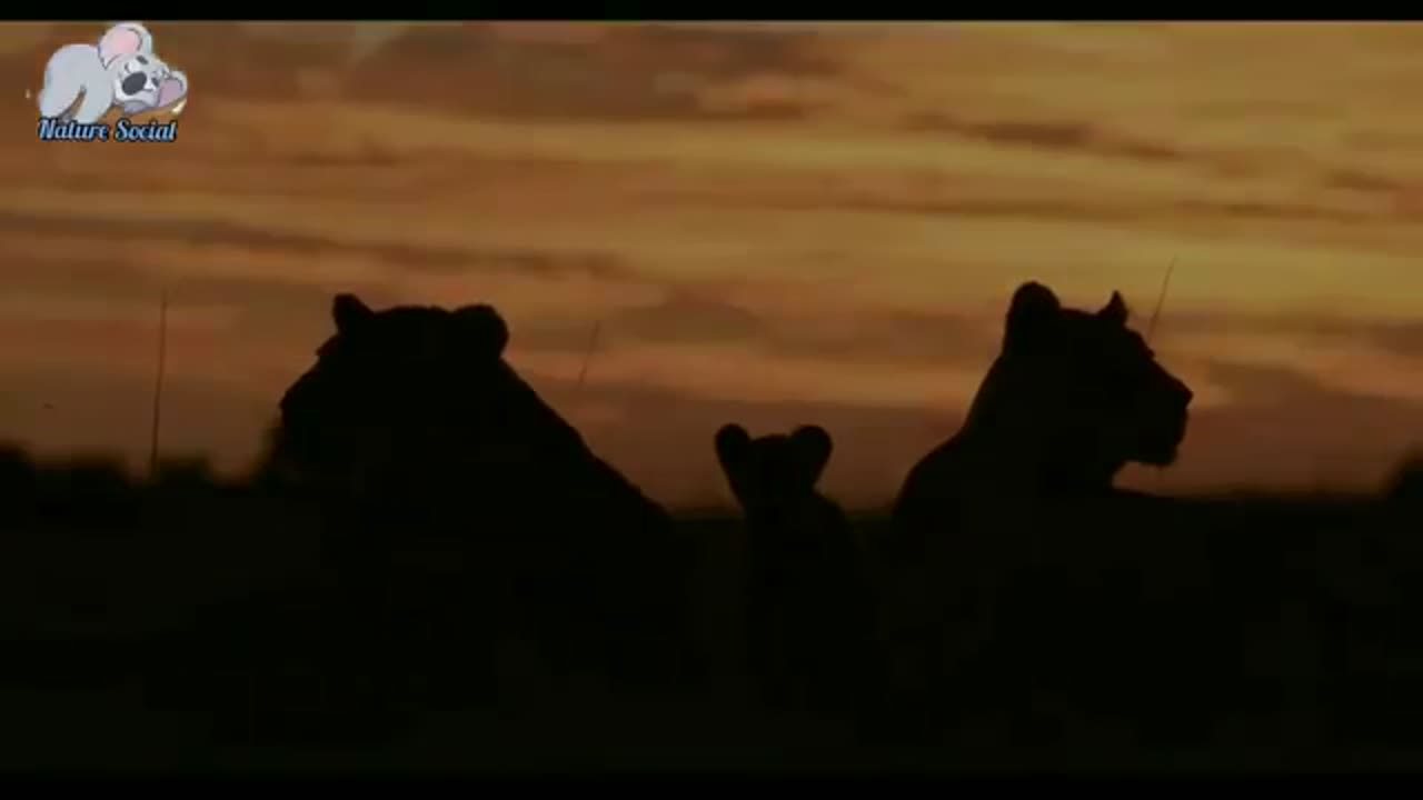 Lion cub thoughts it's mother had died because it had not been home all night