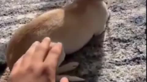 funny crazy chihuahua