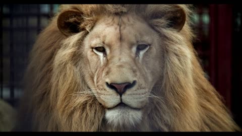 Tired lion at Amsterdam Zoo