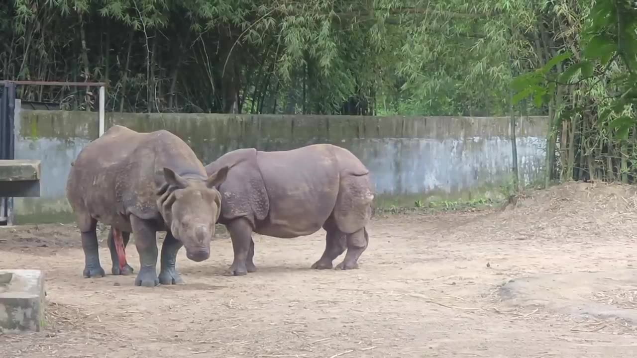 Rhinos Two Rhinos Meeting - Enjoying 🦏 - Rhinoceros in the Forest Wild Life