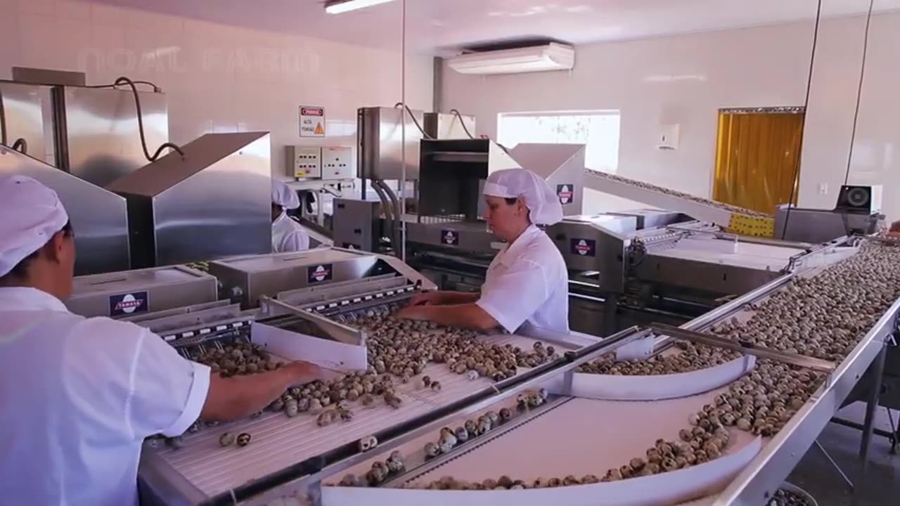 How Quail Farm Make Million Eggs and Meat - Inside Modern Quail Farm - Quail Meat Processing