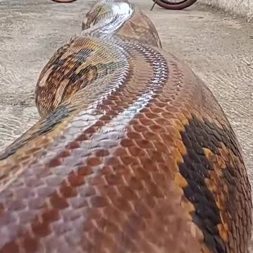 Amazing.!!!. Super big python riding a bike..