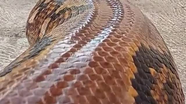 Amazing.!!!. Super big python riding a bike..