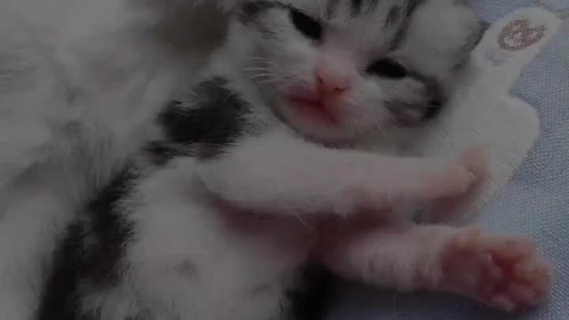 # # # of pet cat record daily cute kitten cat baby come.。。.mp4