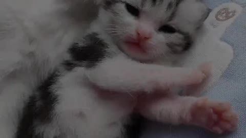 # # # of pet cat record daily cute kitten cat baby come.。。.mp4