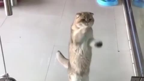 GATO DANÇANDO MUINTO