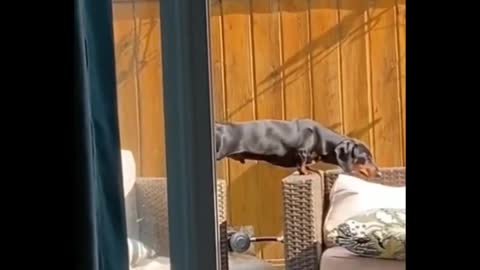 This the funniest animal video you have ever seen 2022