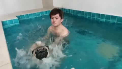 Pug Goes For A Swim For The First Time