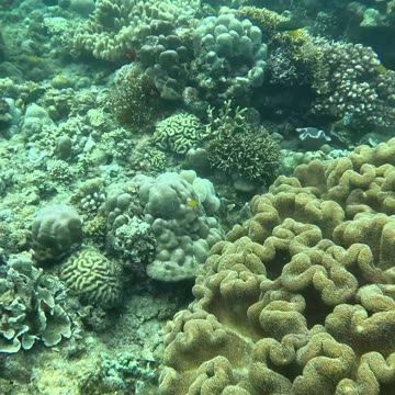 Snorkeling Adventures Philippines, Freediving down to the reef in search of clownfish