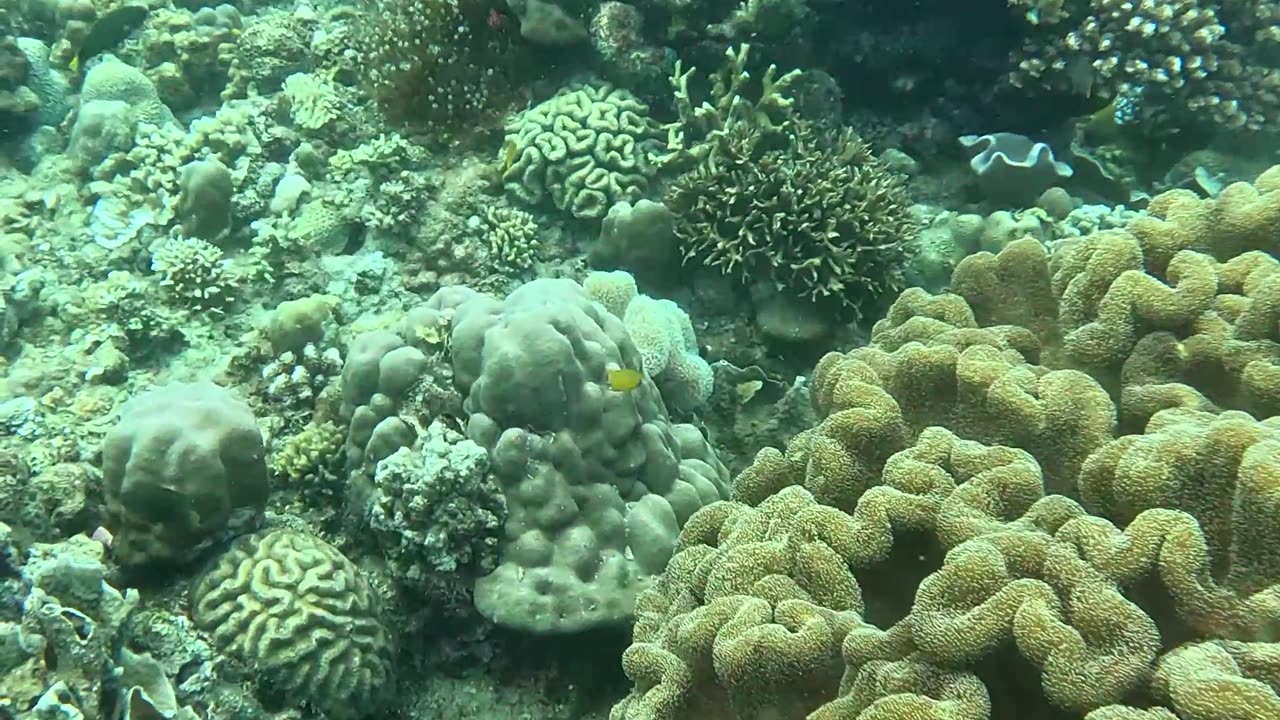 Snorkeling Adventures Philippines, Freediving down to the reef in search of clownfish