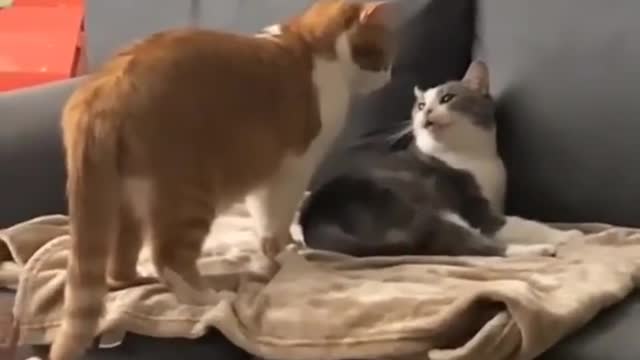 Cute cats playing ...