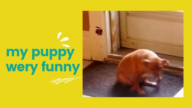 Funny Dogs Butt Scooting Compilation 2022