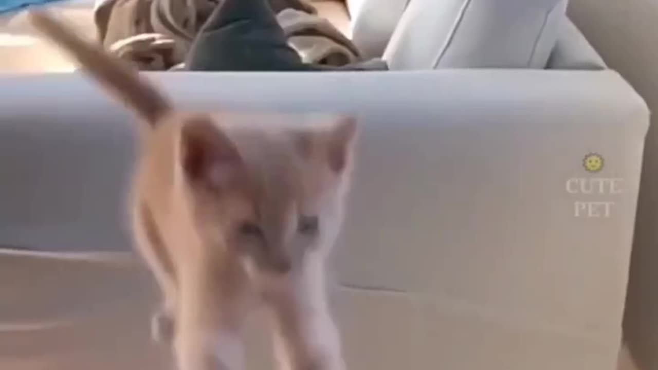 cat being cat part #2