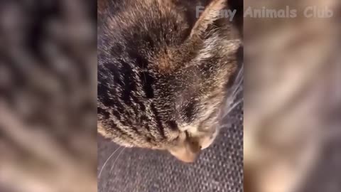 Funniest Animals Videos😂