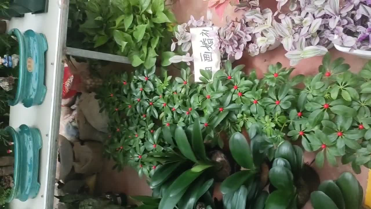 very beautiful fortune tree