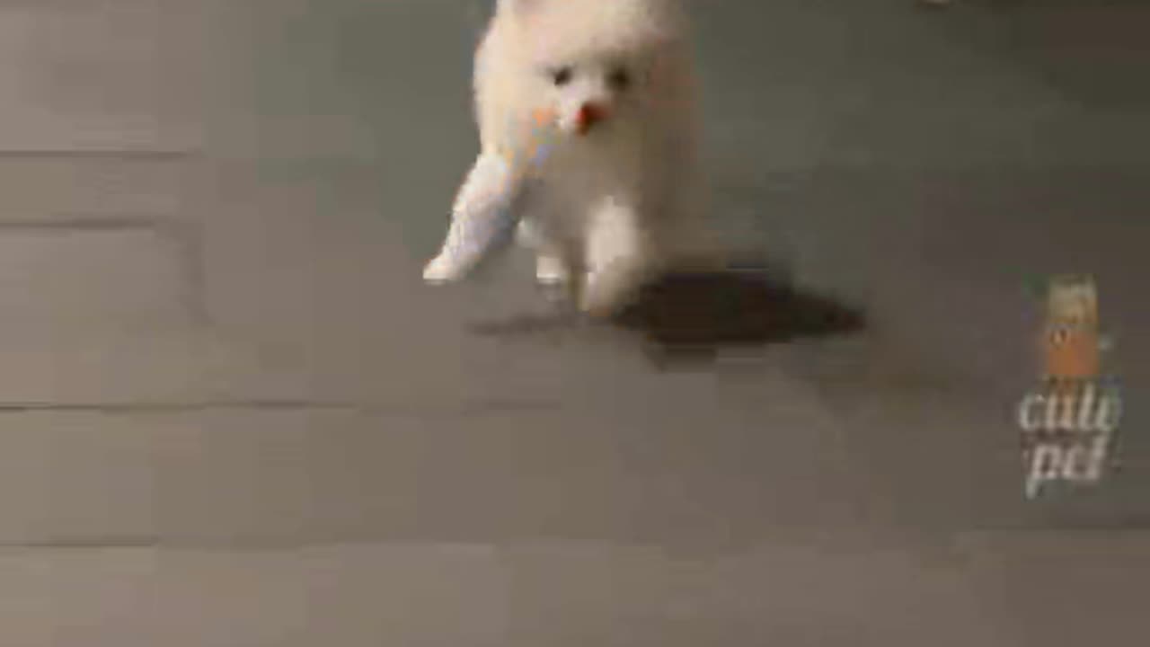 Funny dog//#shorts
