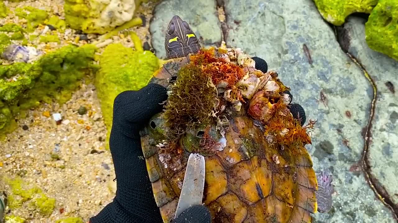 Lucky sea turtle were rescued in time to remove barnacles and the net clinging to the shell