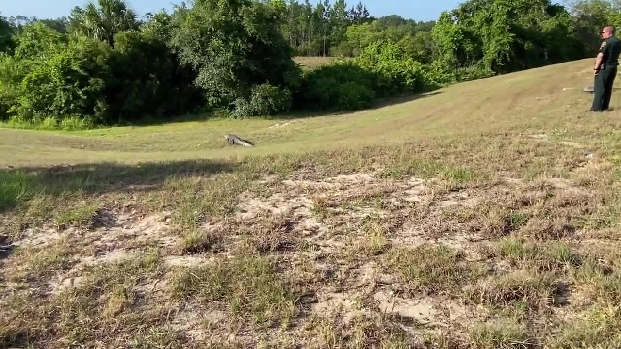 7ft Alligator in a Florida Neighborhood Made Its Way Back to the Reserve