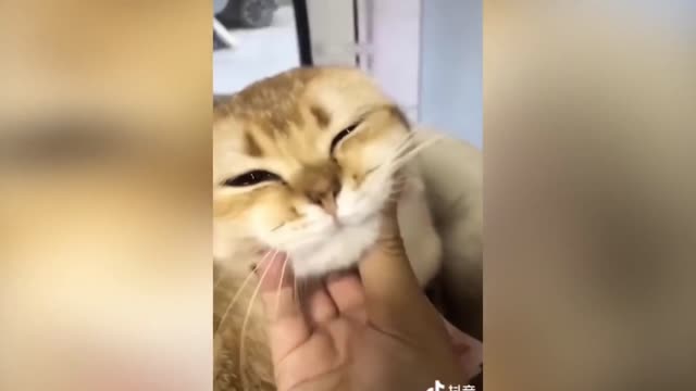 Funny Animals Moments | Part 14