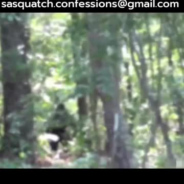 Sasquatch/Bigfoot Sighting.
