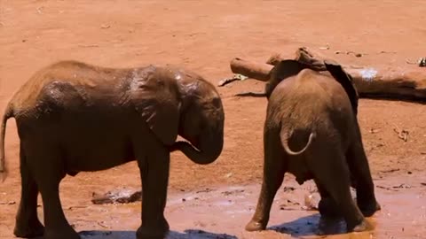 elephants playing in the mud