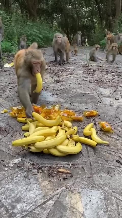 The monkey king first takes three banana monkeys #shortanimal #shorts #monkey #viral