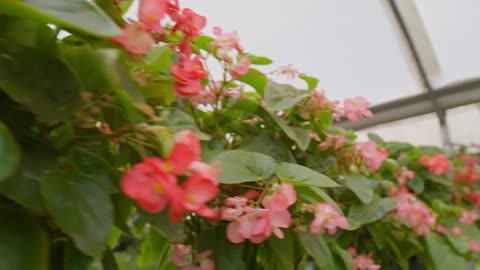 Flowering plants in a nursery