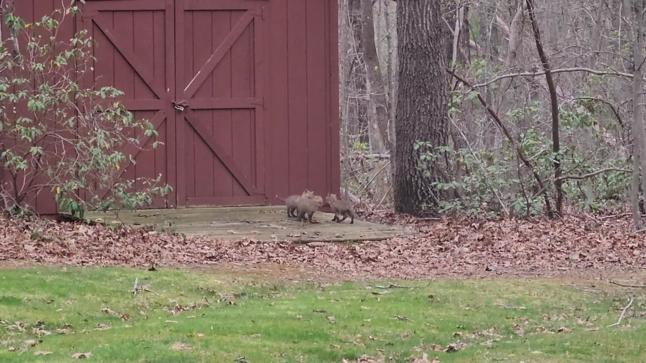 Fox babies 20230407